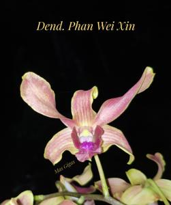 <i>Dendrobium</i> Phan Wei Xin