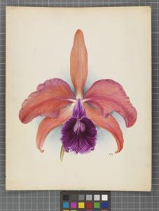 Cattleya Martinetii