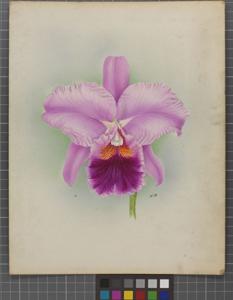 <i>Cattleya</i> Feronia