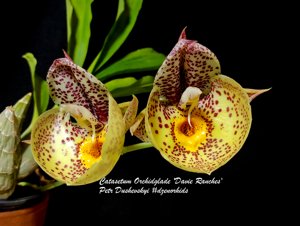 Catasetum Orchidglade