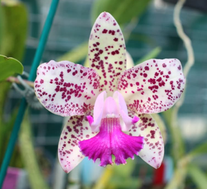 <i>Cattleya</i> CRB's Nice Spots