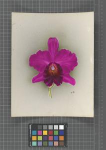 Cattleya Cicily Watson
