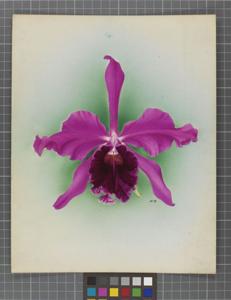 Cattleya George Woodhams