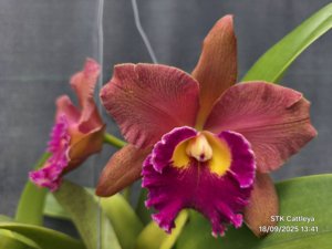 <i>Rhyncattleanthe</i> River Kwai Pink Leopard