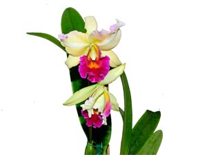 Rhyncatlaelia Niña Bonita
