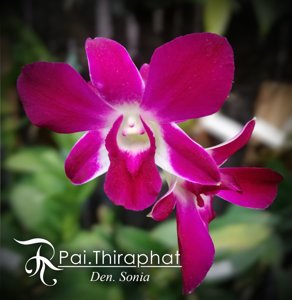 Dendrobium Sonia