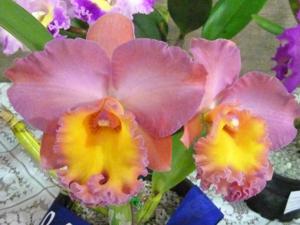 <i>Rhyncholaeliocattleya</i> Natthida