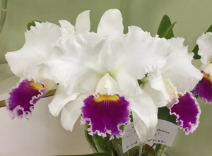 <i>Cattleya</i> Hawaiian Cabin