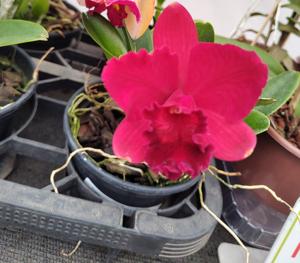 Rhyncholaeliocattleya Odom's Sweetheart