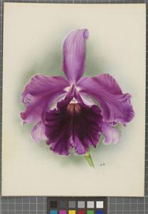 Cattleya Dominiana (1899)