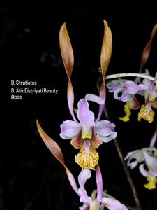 <i>Dendrobium</i> Gajah Mungkur