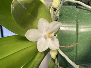 Phalaenopsis Yaphon Gelblitz