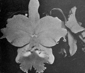 <i>Cattleya</i> Evangeline
