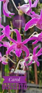 <i>Dendrobium</i> Carol Dossetto