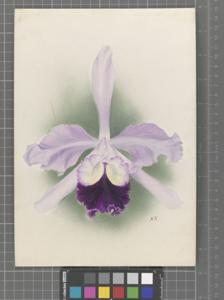 Cattleya Henry Greenwood