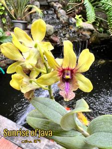 Dendrobium Sunrise of Java