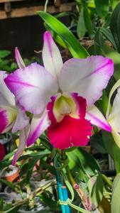 <i>Rhyncholaeliocattleya</i> Fatari