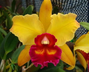 Rhyncholaeliocattleya Lucille Lundberg