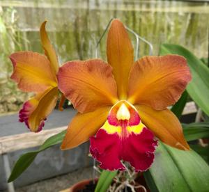 Rhyncholaeliocattleya Joseph Azofeifa