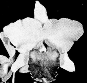 <i>Cattleya</i> Governor Gore