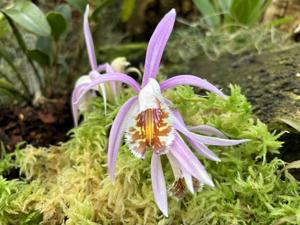 Pleione Alexander Greek Thomson