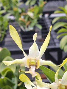 <i>Dendrobium</i> Green Stone