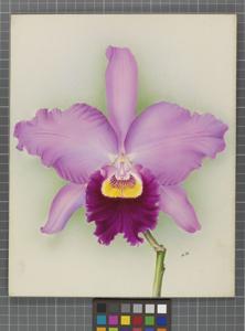 Cattleya San Juan