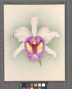 Rhyncholaeliocattleya Ilene