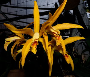 Cattleya Ronselensis
