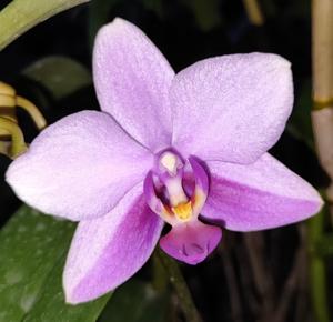 <i>Phalaenopsis</i> Roekmiati T. Koesoemadinata