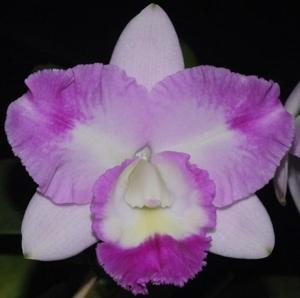 <i>Rhyncholaeliocattleya</i> Gloria's Charm