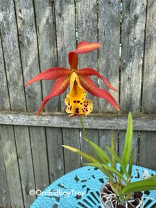 <i>Myrmecatavola</i> Mini Fox