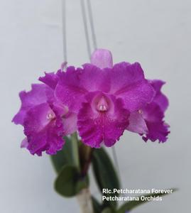 <i>Rhyncholaeliocattleya</i> Petcharatana Forever