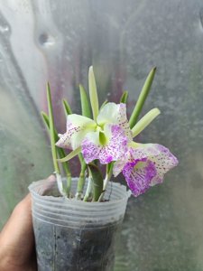 Brassocattleya Air Mososa