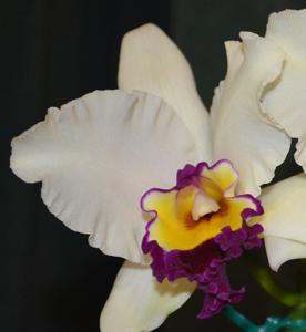 <i>Cattleya</i> Magic Melody
