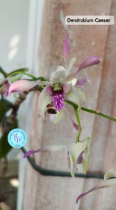 Dendrobium Caesar