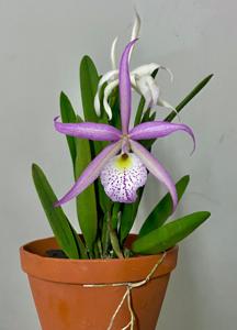 <i>Brassocattleya</i> Dorea Circe