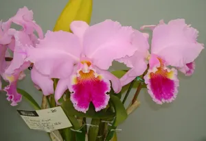 <i>Cattleya</i> Hawaiian Giant