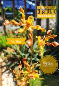 Dendrobium Rosalind Quek Choon Lin