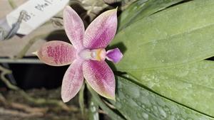<i>Phalaenopsis</i> Fribourg