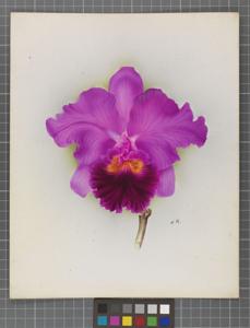<i>Cattleya</i> Model