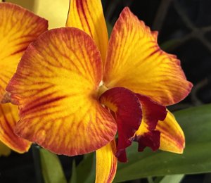 Cattleya Cosmic Circle-Angel Eyes