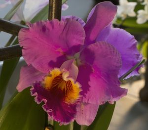 <i>Cattleya</i> Louis Dorp
