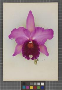Cattleya Pepita