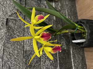 <i>Rhynchobrassoleya</i> Dogashima Legacy