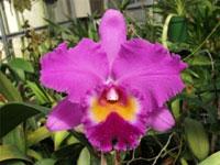 <i>Cattleya</i> Mono Lake