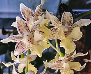 <i>Dendrobium</i> Amy Pryor