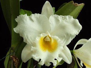 <i>Rhyncholaeliocattleya</i> Mount Whitney