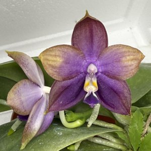 <i>Phalaenopsis</i> Mituo Blue Smurfs