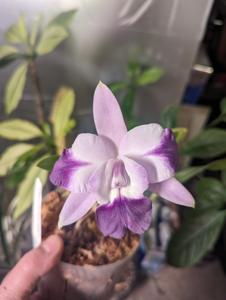 <i>Cattleya</i> Mini Berlin